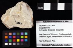 Foto (Objket + Etiketten) von Decapoda indet. 